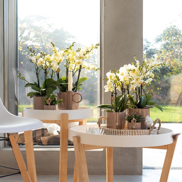 Witte Phalaenopsis orchidee ↨35cm-ø9cm - Afbeelding 4