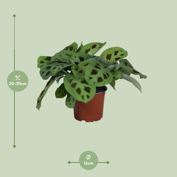 Maranta Leuconeura Kerchoveana ↨30cm-ø12cm - Afbeelding 2