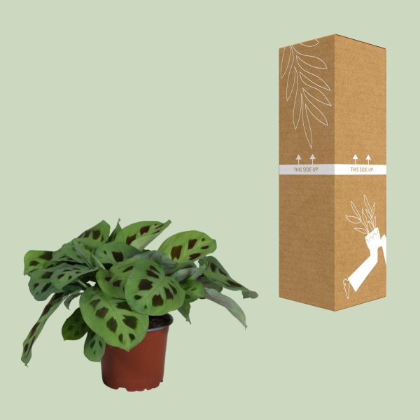 Maranta Leuconeura Kerchoveana ↨30cm-ø12cm - Afbeelding 3