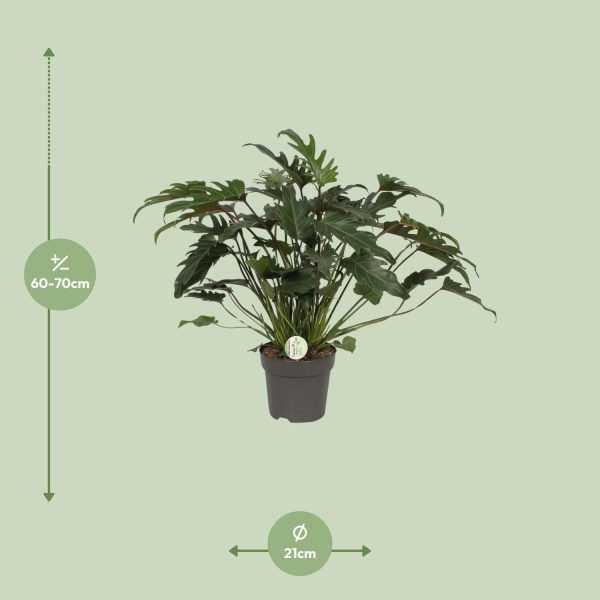 Philodendron Xanadu – Ø21cm – ↕65cm - Afbeelding 2