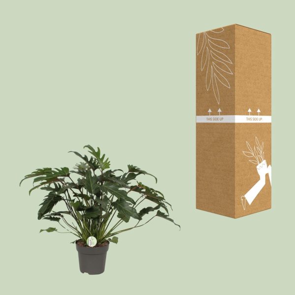Philodendron Xanadu – Ø21cm – ↕65cm - Afbeelding 3