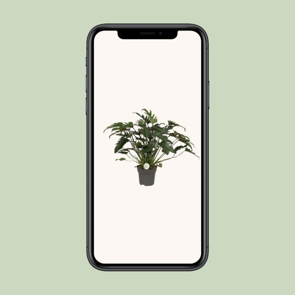 Philodendron Xanadu – Ø21cm – ↕65cm - Afbeelding 4