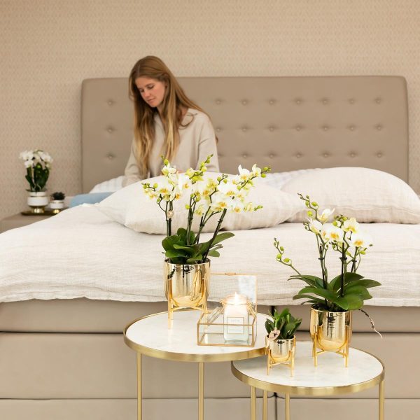 Witte Phalaenopsis orchidee ↨35cm-ø9cm - Afbeelding 5