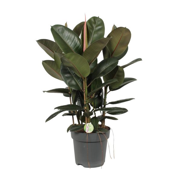 Prachtige rubberplant (Ficus elastica) met glanzende, diepgroene bladeren en roodbruine accenten