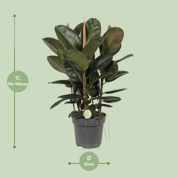 Glanzende Rubberplant (Ficus elastica) in pot met donkergroene bladeren en roze schutblad