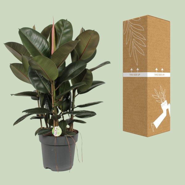 Ficus elastica rubberplant in pot