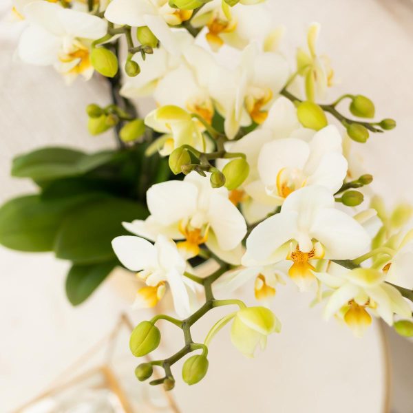 Witte Phalaenopsis orchidee ↨35cm-ø9cm - Afbeelding 6