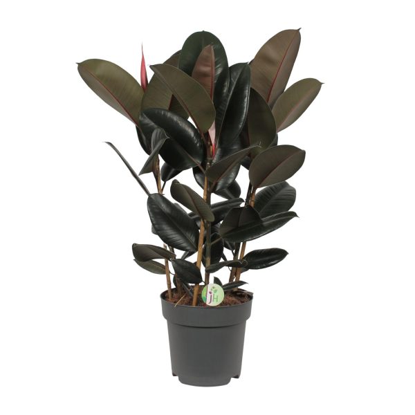 Ficus Abidjan ↨90cm-ø27cm