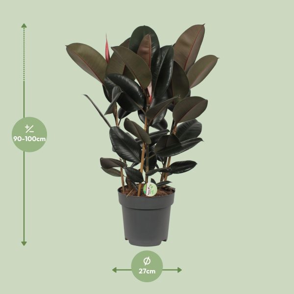 Ficus Abidjan ↨90cm-ø27cm - Afbeelding 2