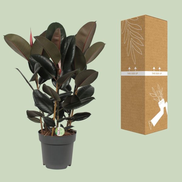 Ficus Abidjan ↨90cm-ø27cm - Afbeelding 3