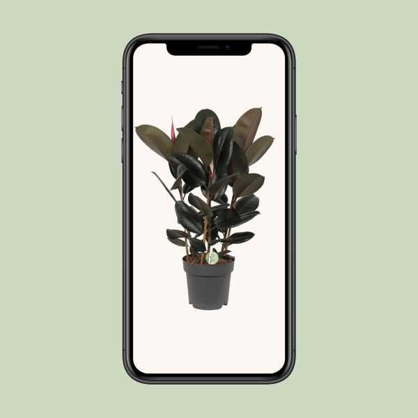 Ficus Abidjan ↨90cm-ø27cm - Afbeelding 4