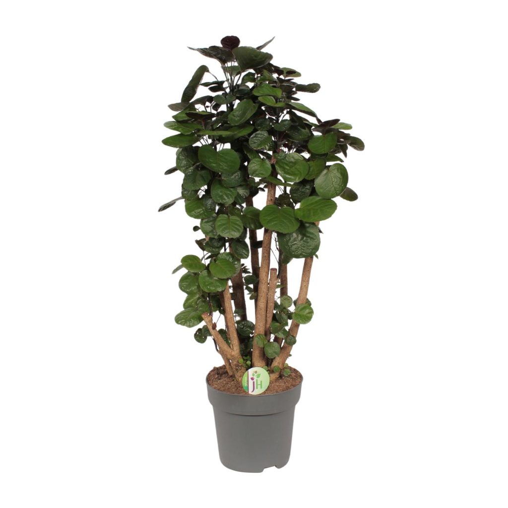 Polyscias scutellaria schijfpalm met glanzende, ronde groene bladeren in pot