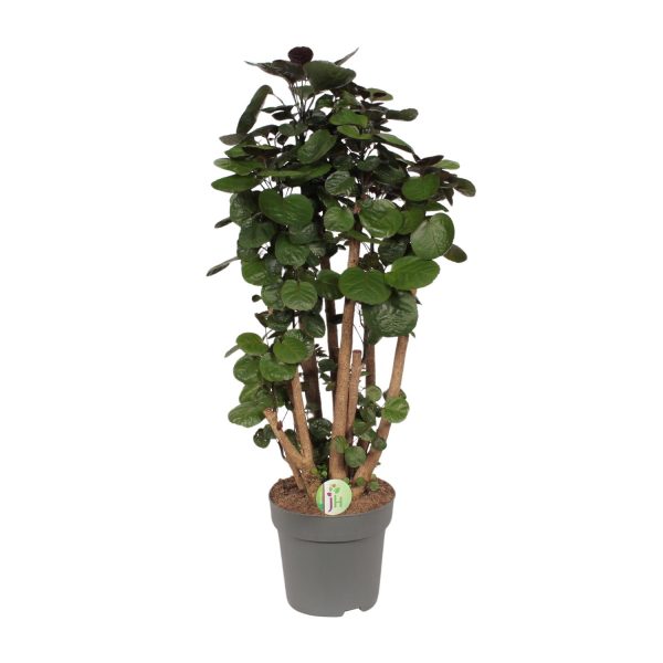 Polyscias scutellaria schijfpalm met glanzende, ronde groene bladeren in pot