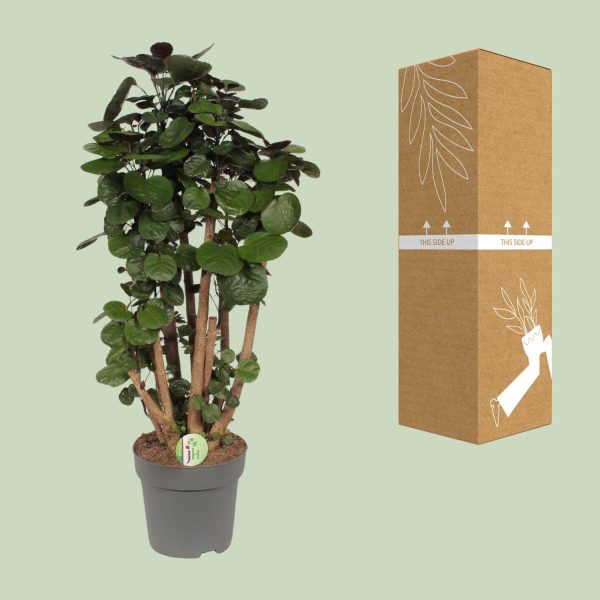 Polyscias Fabian (Shield aralia) met glanzende ronde bladeren
