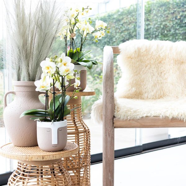 Witte Phalaenopsis orchidee ↨35cm-ø9cm - Afbeelding 7