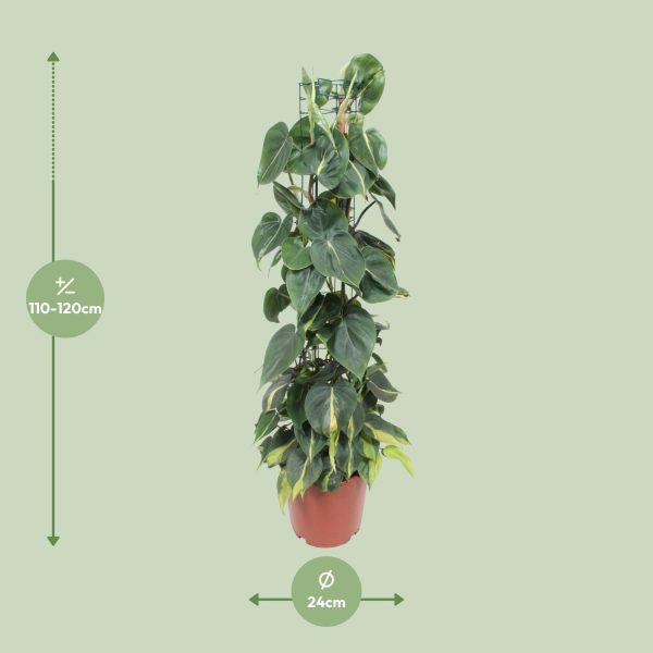 Donkergroene Philodendron Brasil klimplant met gele nerven in pot