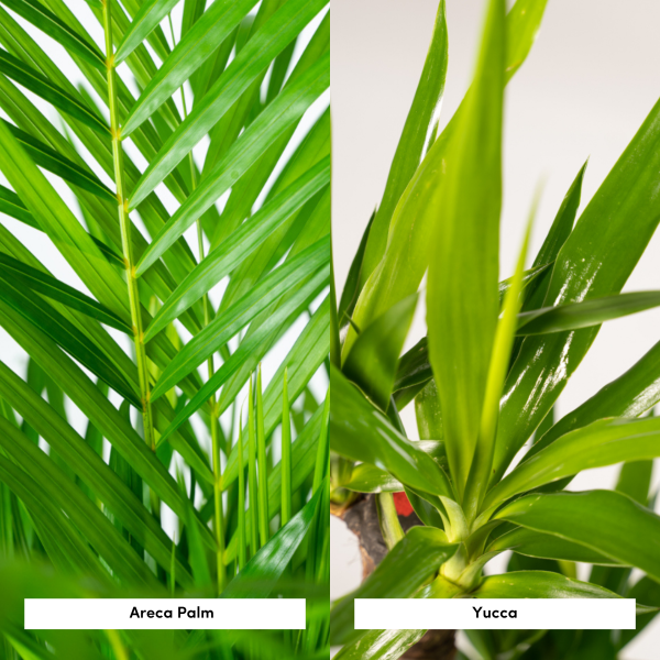 Areca palm ↨130cm-ø24cm - Afbeelding 3