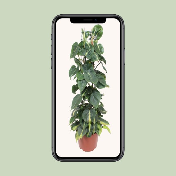 Philodendron Brasil klimplant met hartvormige bladeren en gele accenten