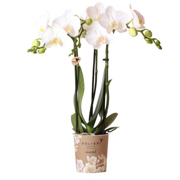 Witte Phalaenopsis orchidee - Amabilis - Ø9cm