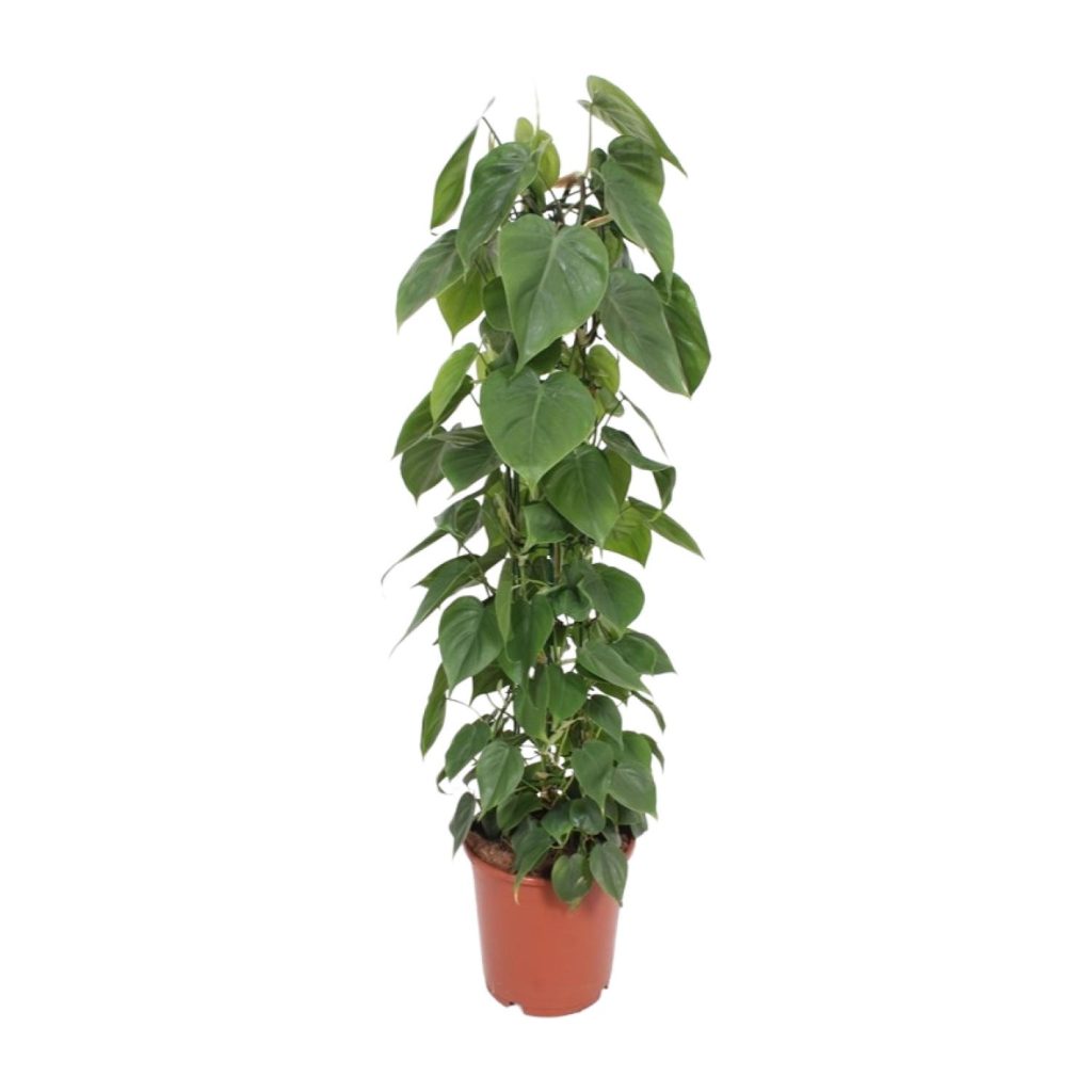 Groene Philodendron scandens met hartvormige bladeren op klimpaal in pot