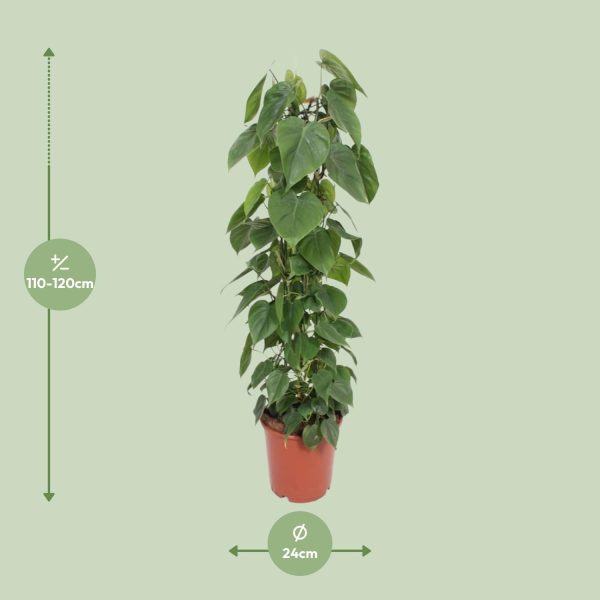 Philodendron scandens met glanzende hartvormige bladeren op klimpaal
