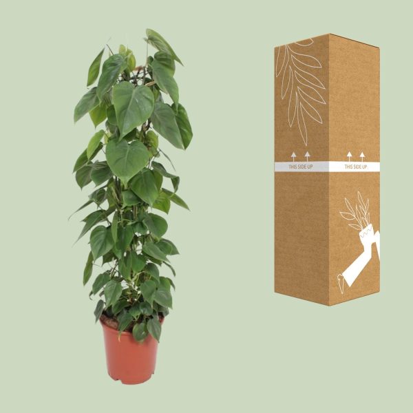 Donkergroene Philodendron hederaceum met hartvormige bladeren in pot