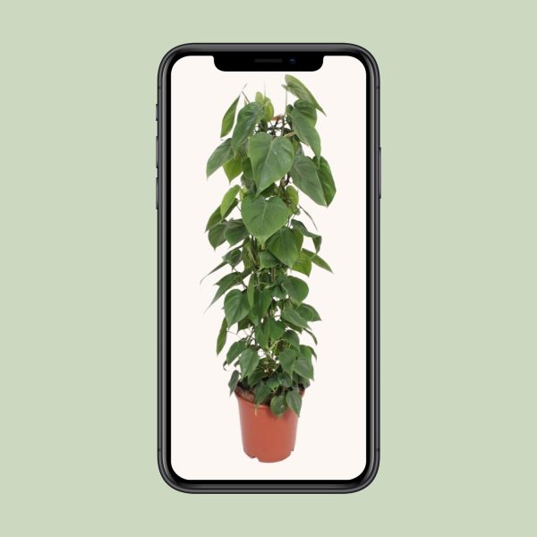 Donkergroene Philodendron Scandens met hartvormige bladeren in pot