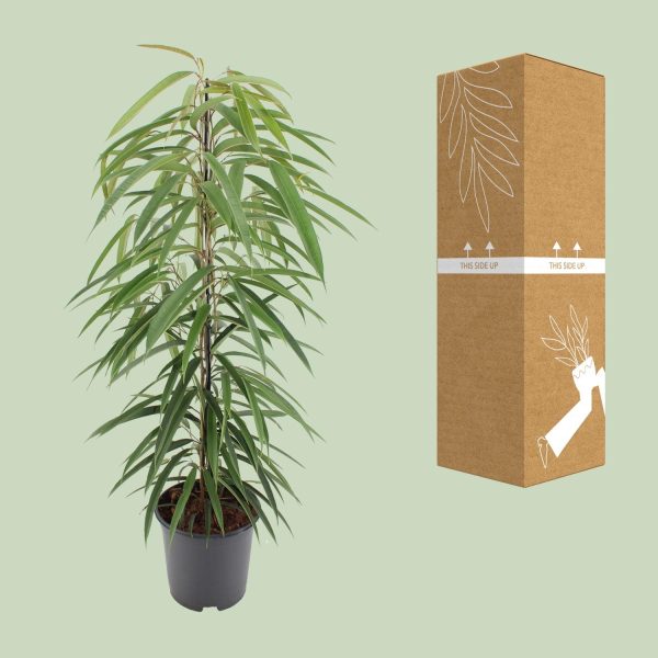 Ficus Binnendijkii Alii ↨80cm-ø21cm - Afbeelding 3