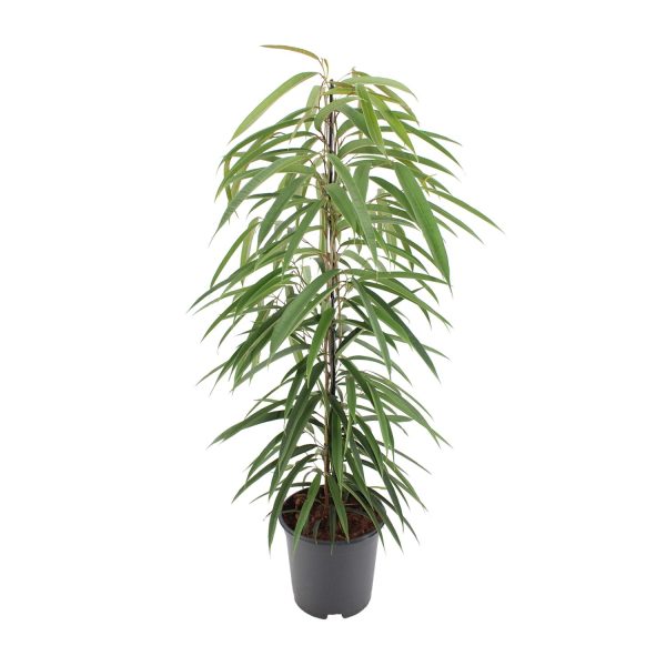 Ficus Binnendijkii Alii ↨80cm-ø21cm - Afbeelding 5
