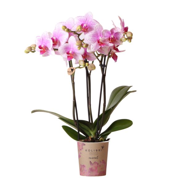 Roze Phalaenopsis orchidee - Ø9cm