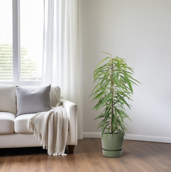 Ficus Binnendijkii Alii ↨80cm-ø21cm - Afbeelding 6