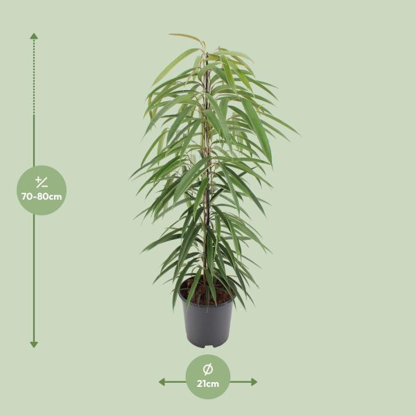 Ficus Binnendijkii Alii ↨80cm-ø21cm - Afbeelding 7