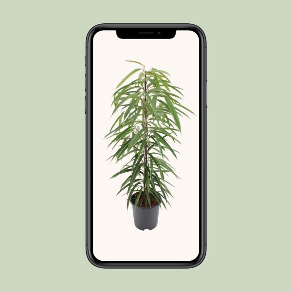 Ficus Binnendijkii Alii ↨80cm-ø21cm - Afbeelding 9