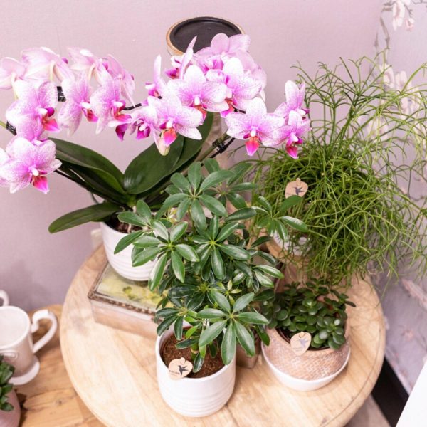 Roze Phalaenopsis orchidee - Ø9cm - Afbeelding 3