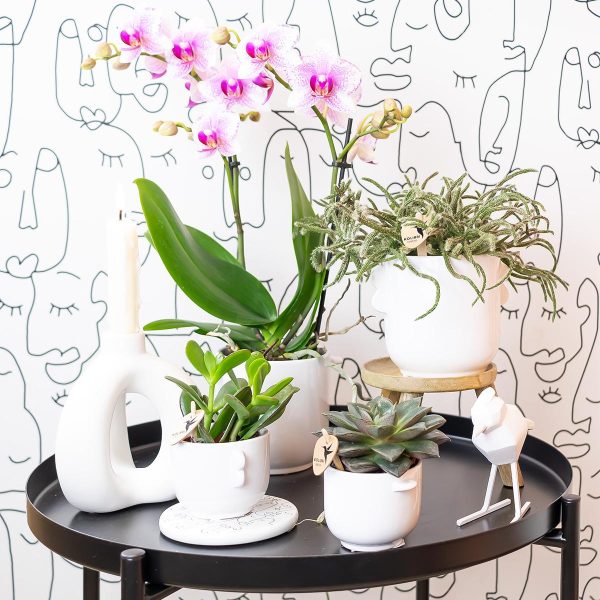 Roze Phalaenopsis orchidee - Ø9cm - Afbeelding 4
