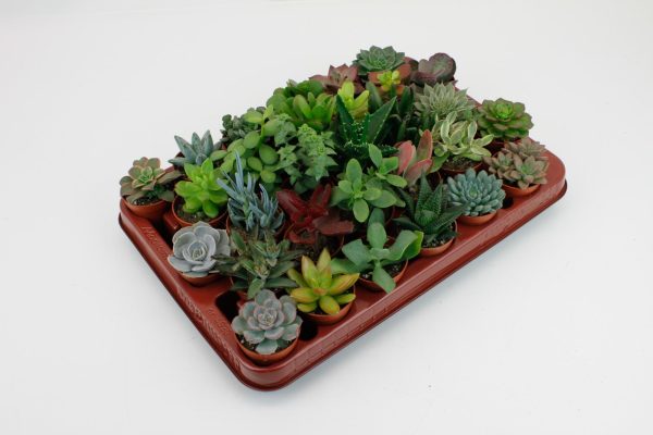 Succulentenmix ↨7cm-ø6cm
