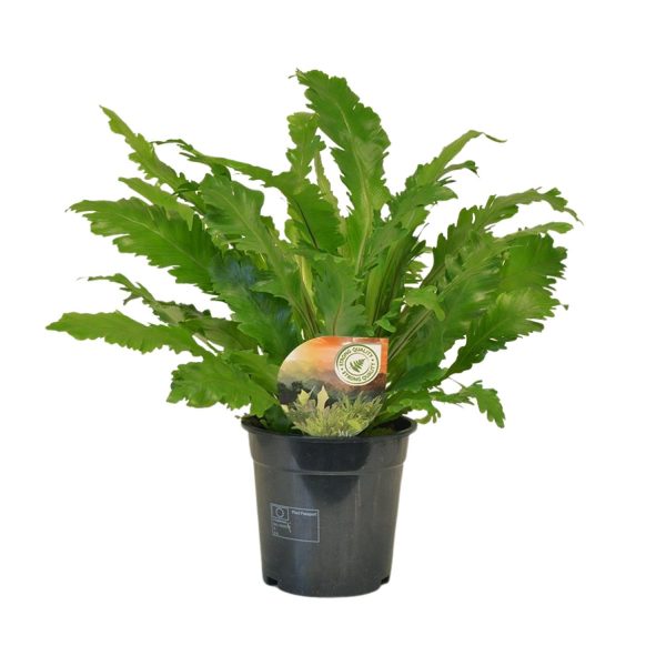 Asplenium Campio ↨50cm-ø17cm