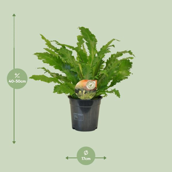 Asplenium Campio ↨50cm-ø17cm - Afbeelding 2