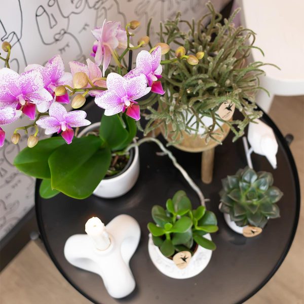 Roze Phalaenopsis orchidee - Ø9cm - Afbeelding 5