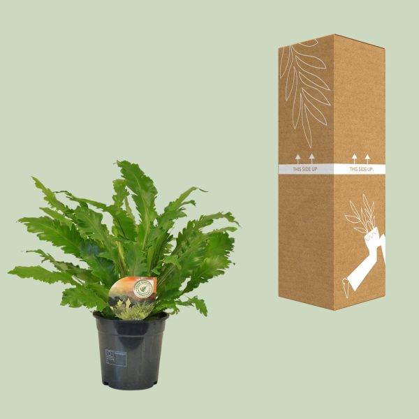 Asplenium Campio ↨50cm-ø17cm - Afbeelding 3