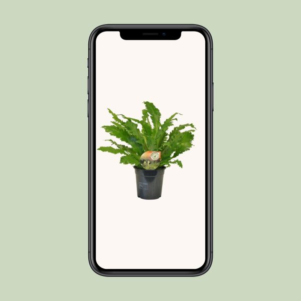 Asplenium Campio ↨50cm-ø17cm - Afbeelding 4