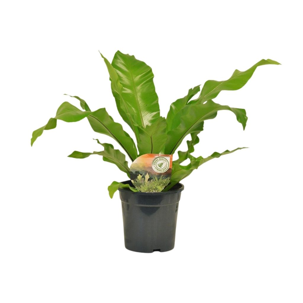 Groene Asplenium nidus vogelnestvaren in pot met golvende bladeren