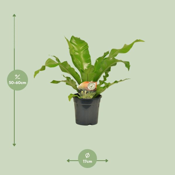Vogel's nestvaren (Asplenium nidus) met glanzende golvende bladeren in pot