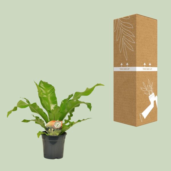 Groene vogelnestvaren (Asplenium nidus) in zwarte pot met golvende bladeren