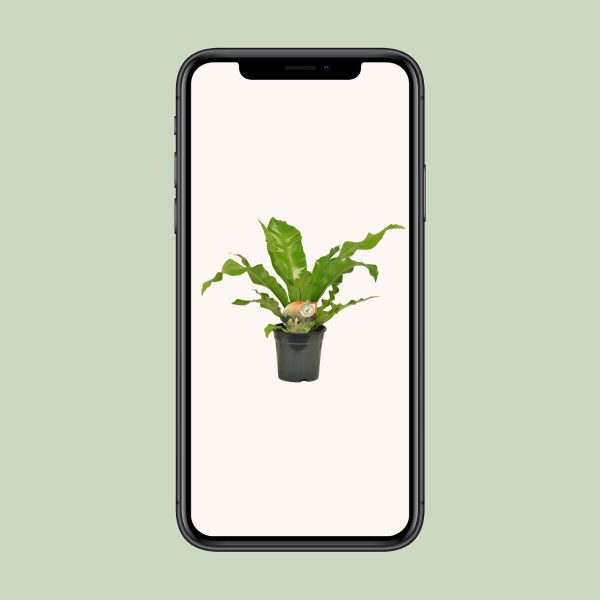 Groene Asplenium nidus vogelnestvaren in zwarte pot, luchtzuiverend en stijlvol