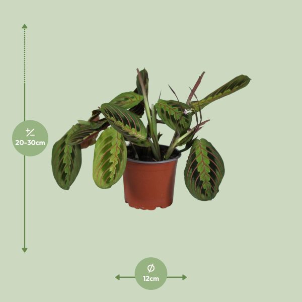 Maranta leuconeura met groene bladeren en rode nerven in pot (Ø12cm)