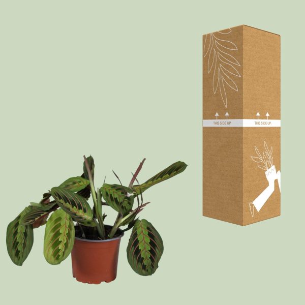 Maranta leuconeura gebedsplant in pot naast verzenddoos