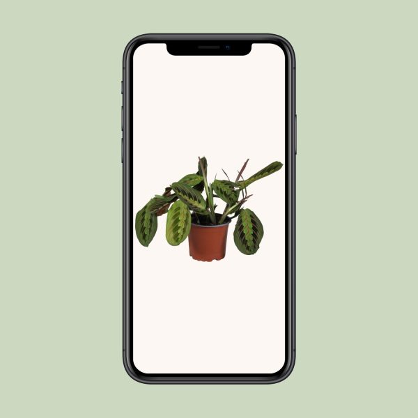 Maranta leuconeura met gevlekte groene bladeren en roodbruine nerven in pot