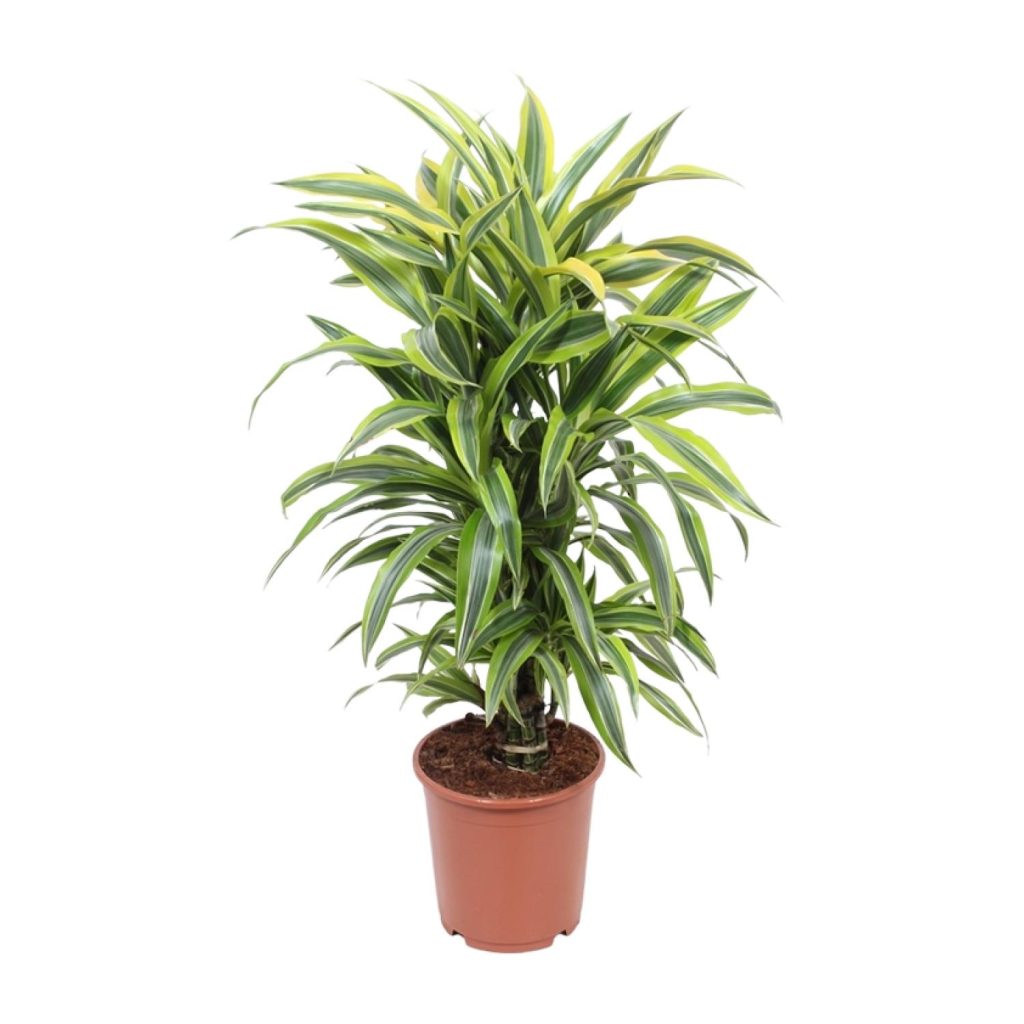 Variegated Dracaena 'Song of India' met smalle groene bladeren met gele rand