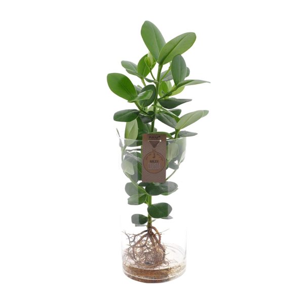 Clusia in Cylinder Glas ↨60cm-ø17cm